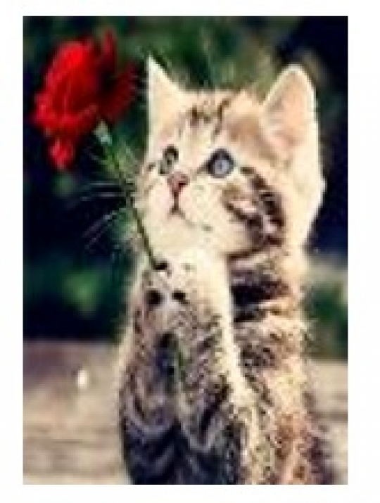Картина по номерам &quot;Котик и роза&quot; 40*50см,крас.-акрил,кисть-3шт.(1*30) Фото