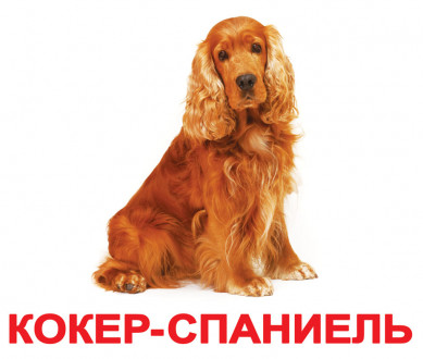 Карточки большие русские с фактами &quot;Породы собак&quot; 20шт, методика Глена Домана, в кул. 16,5*19,5см, ТМ Вундеркинд