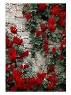 Картина по номерам &quot;Розы на стене&quot; 40*50см,крас.-акрил,кисть-3шт.(1*30)