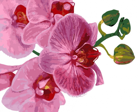 Роспись по номерам &quot;Розовые орхидеи&quot; в кор. 40*50 см, ТМ ArtStory Фото