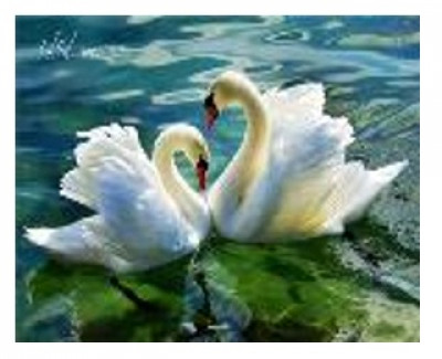 Картина по номерам &quot;Лебеди на озере&quot; 40*50см,крас.-акрил,кисть-3шт.(1*30)