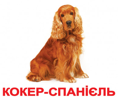 Карточки большие украинские с фактами &quot;Породи собак&quot; 20 карт.,лам. в кул. 16,5*19,5см, ТМ Вундеркинд