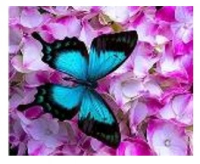 Картина по номерам &quot;Бабочка в цветах&quot; 40*50см,крас.-акрил,кисть-3шт.(1*30)