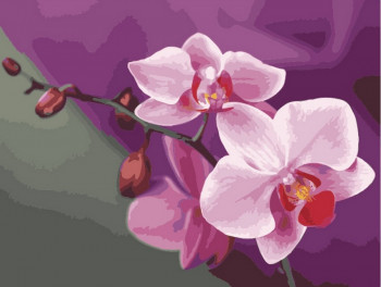 Картина по номерам 40x50 Розовые орхидеи, Идейка (КНО1081)